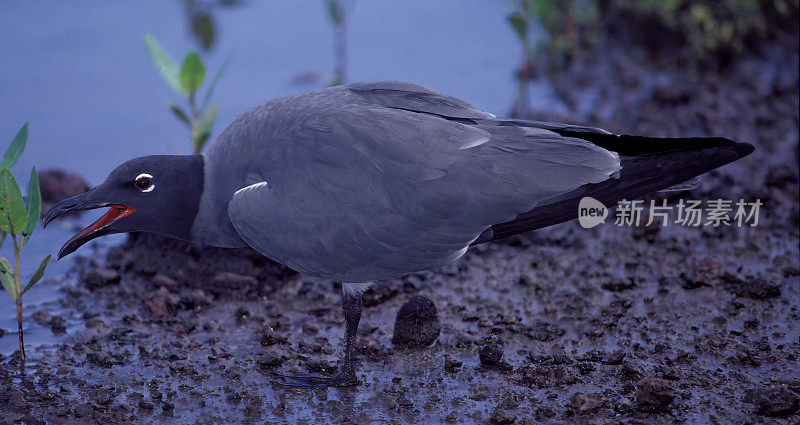 熔岩鸥(Leucophaeus fuliginosus)，也被称为黑鸥，是一种中等大小的海鸥，是“帽鸥”群的一员。詹姆斯岛，圣地亚哥岛，圣地亚哥岛，加拉帕戈斯群岛国家公园，厄瓜多尔。流行。